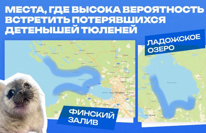 Как поступить, если вы встретили одинокого щенка нерпы, рассказали в Водоканале